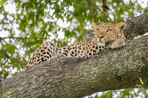 A Leopard lazing on a branch of a large tree in Moremi Game Reserve, Botswana © Bill