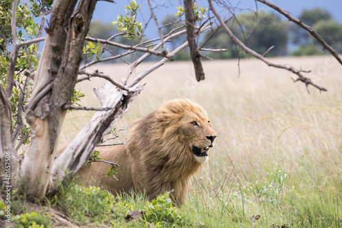 A windswept young pride male Lion during the green season at Moremi Game Reserve in Botswana photo