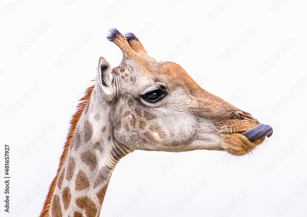 Naklejka premium Portrait of a female Southern Giraffe with her long tongue out in Chobe National Park, Botswana
