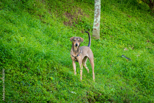 Happy Mongrel Dog Playing in the Green Garden in Medellin  Colombia