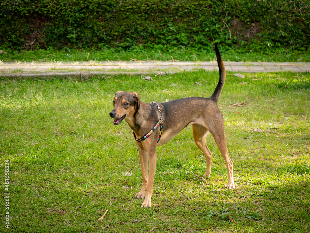 Happy Mongrel Dog Playing in the Green Garden in Medellin, Colombia Happy Mongrel Dog Playing in the Green Garden in Medellin, Colombia