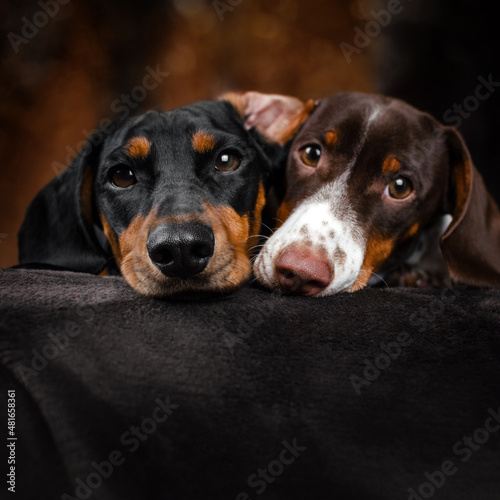 dachshund dogs cute pets homeliness best friends 