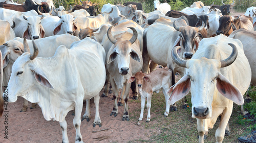 Group of cow herd is feeding grass in a dry field,Tropical natural landscape in Thailand.