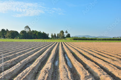 Lines of soil made by tractors has blue sky and mountain background ,agriculture in Thailand