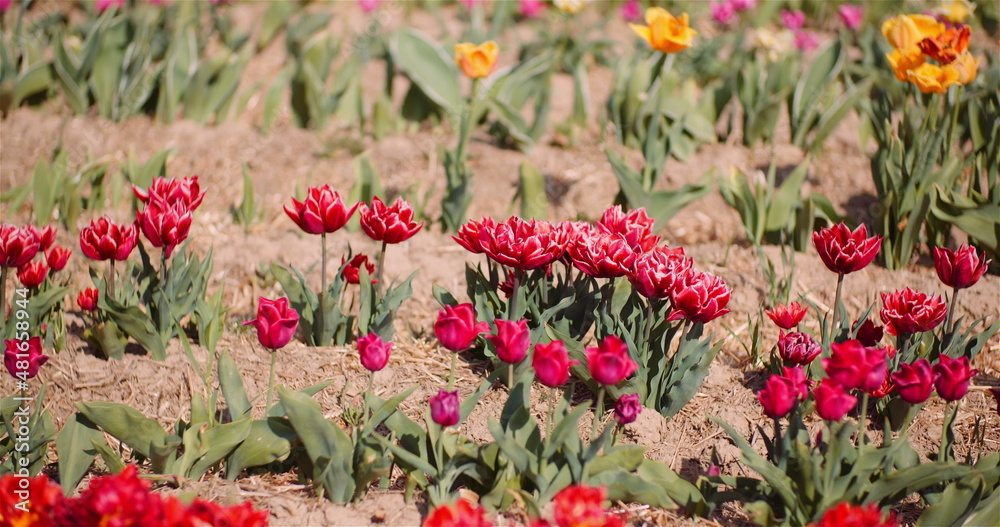 Blooming Red Tulips on Flowers Plantation Farm