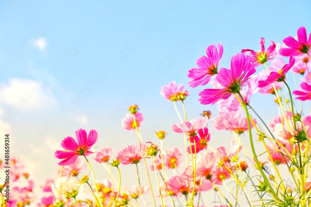 Sweet cosmos flowers blooming on nature background Sweet cosmos flowers blooming on nature background