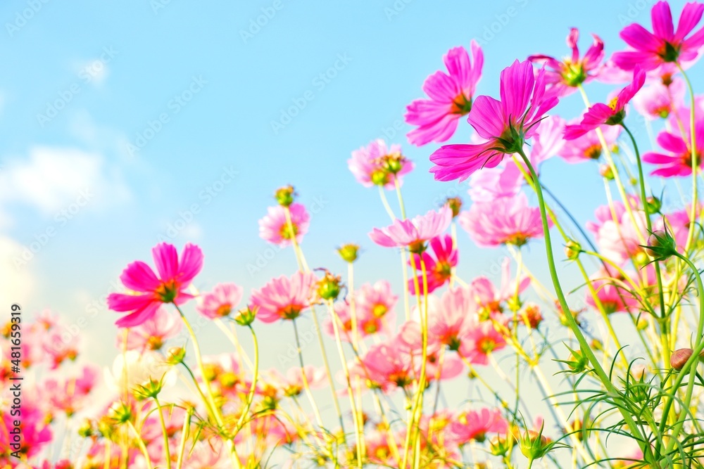 Sweet cosmos flowers blooming on nature background