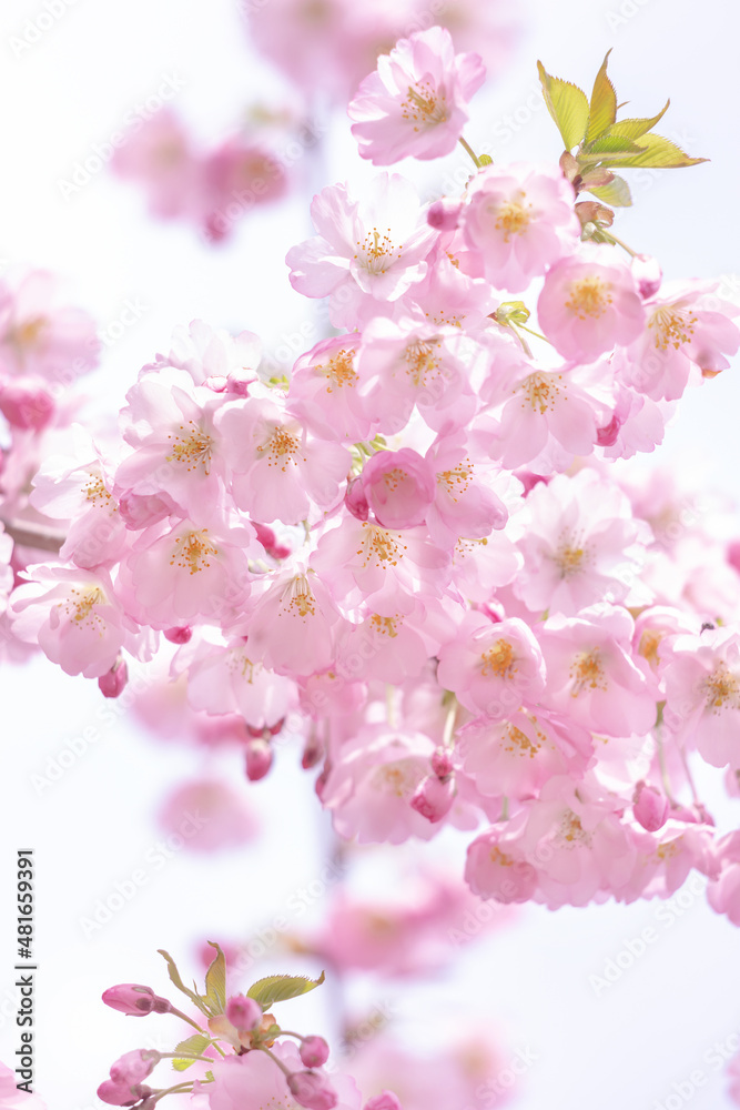 Springtime  background  with pink blossom.