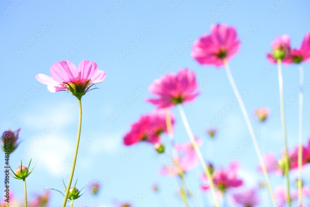 Pastel sweet cosmos flowers on sky background. selective Focus