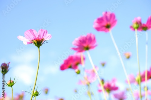 Pastel sweet cosmos flowers on sky background. selective Focus © ฟ้า ใส