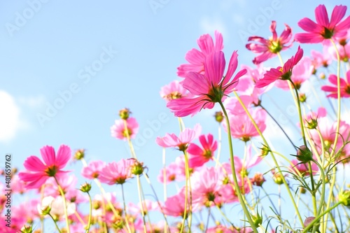Pastel sweet cosmos flowers on sky background. selective Focus