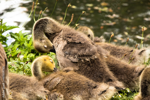 Pink footed goslings photo