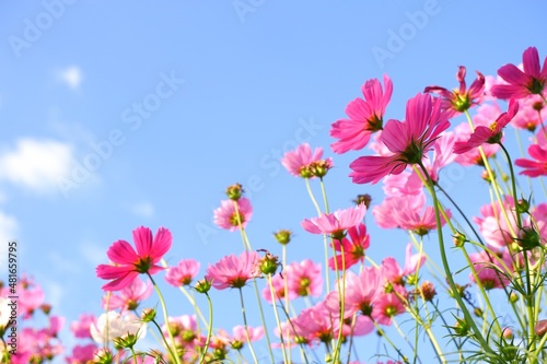 Pastel sweet cosmos flowers on sky background. selective Focus © ฟ้า ใส