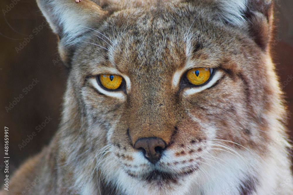 Boreal lynx portrait waiting for its prey. Boreal lynx portrait waiting for its prey.