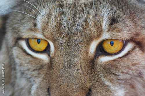 Boreal lynx first course of the gaze of the lynx in the middle of nature