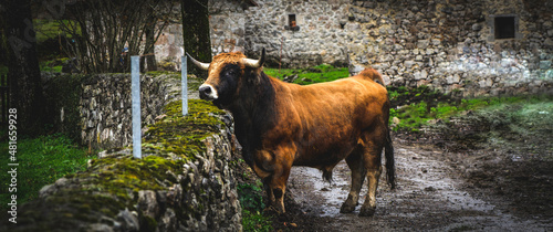 Landscapes and animals of the Picos de Europa National Park