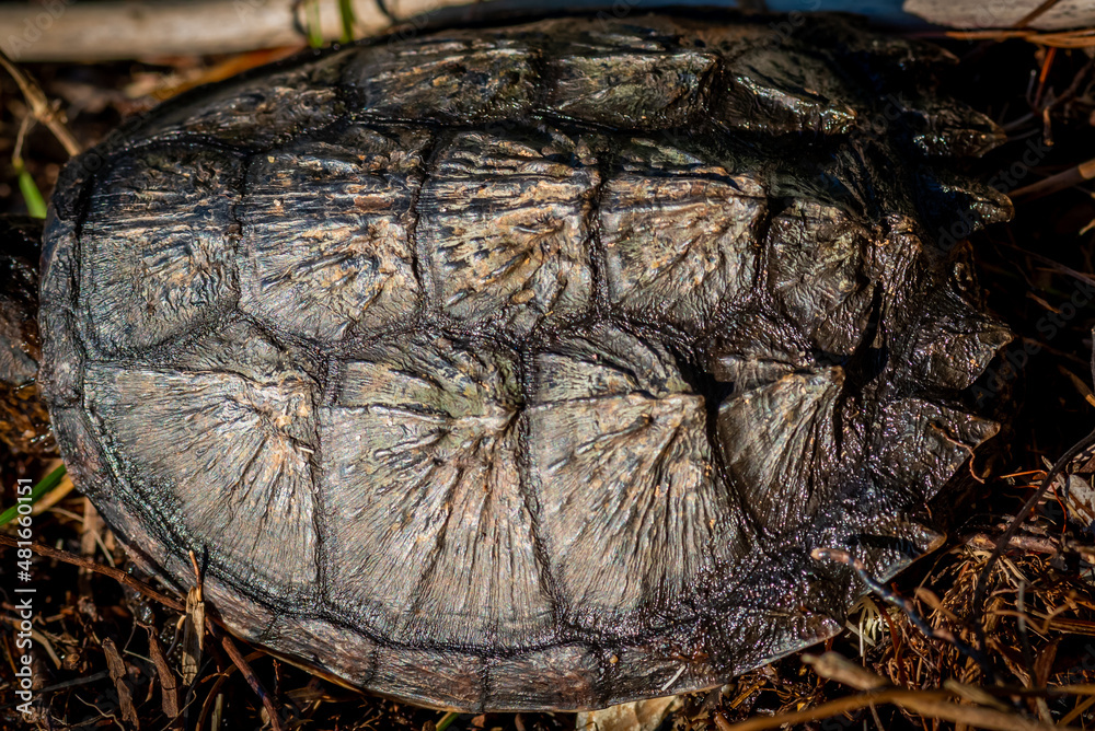 Close-up of the shell of a young Common Snapping Turtle (Chelydra serpentina). Close-up of the shell of a young Common Snapping Turtle (Chelydra serpentina).