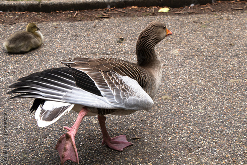 Pink footed goose stretching wings photo