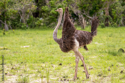 An Ostrich displaying to a potential mate in Moremi Game reserve in Botswana photo