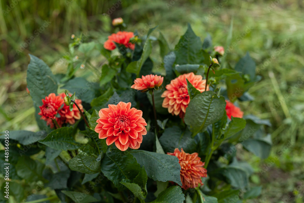 Orange Dahlia Flower in Garden Orange Dahlia Flower in Garden