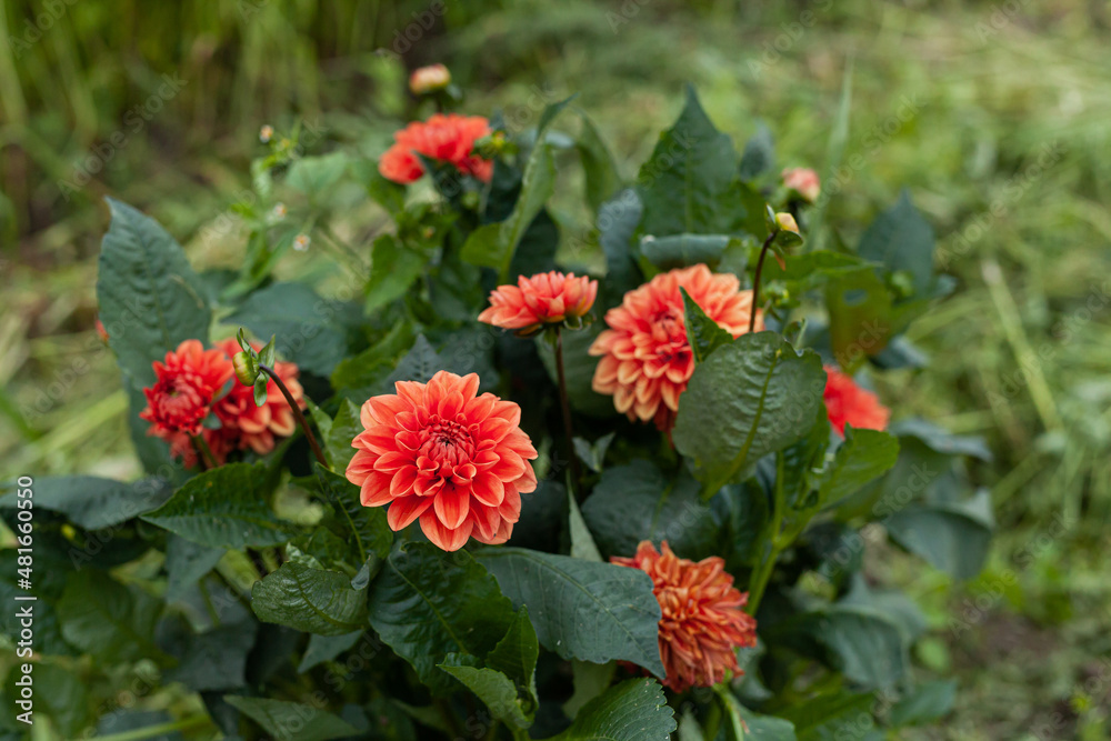 Orange Dahlia Flower in Garden