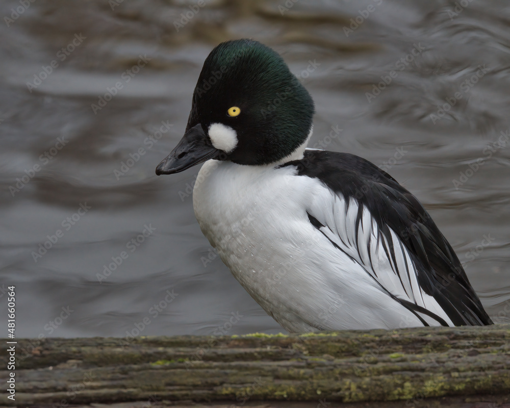 Drake Common goldeneye (Bucephala clangula) Drake Common goldeneye (Bucephala clangula)