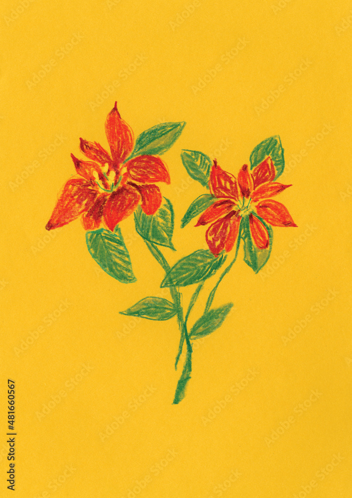 An illustration of a Poinsettia flower, a birth flower of the month of