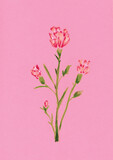 An illustration of a Carnation flower, a birth flower of the month of January, on a pink background