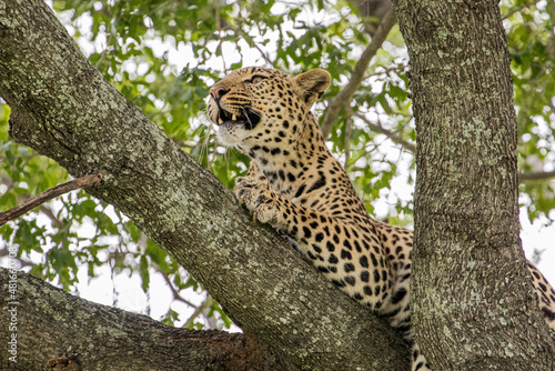 A male Leopard licking his lips high in the branches of a large tree in Moremi Game Reserve  Botswana