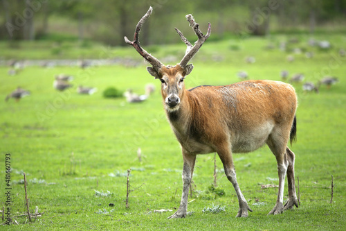 Photography A herbivore, male milu, Elaphurus davidianus also known as elaphure in zoo in Ta