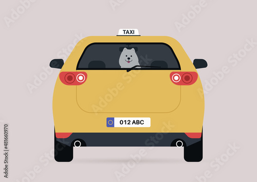 A funny Samoyed puppy sitting on a backseat of a taxi car