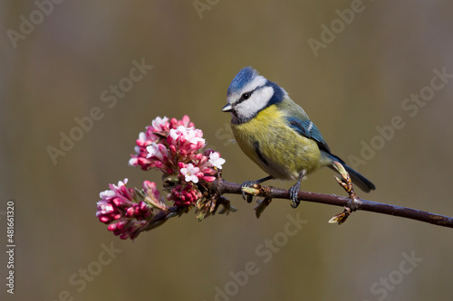 Blaumeise (Cyanistes caeruleus)