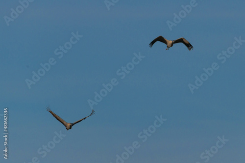Dwa żurawie lecące po bezchmurnym niebie.