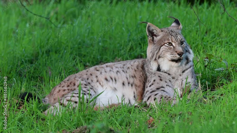European lynx lying on a forest meadow and looking attentively, tomcat, germany, europe, (lynx lynx) European lynx lying on a forest meadow and looking attentively, tomcat, germany, europe, (lynx lynx)