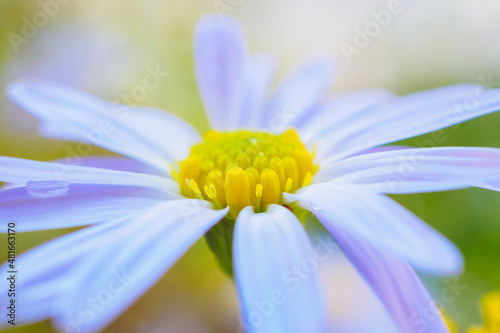Beautiful blue flower close up in garden
