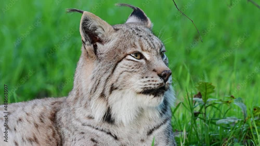 European lynx looking attentively, tomcat, head portrait, germany, europe, (lynx lynx)
European lynx looking attentively, tomcat, head portrait, germany, europe, (lynx lynx)