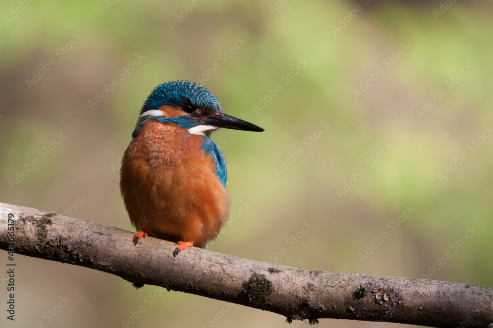 Eisvogel (Alcedo atthis) Männchen Eisvogel (Alcedo atthis) Männchen
