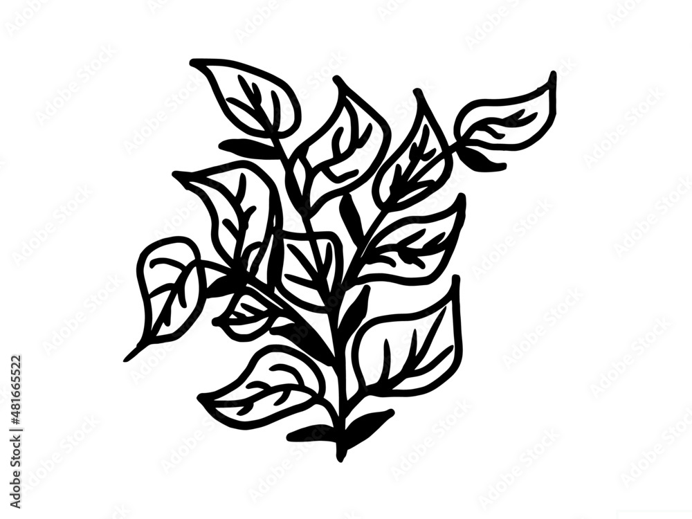 Branch with leaves, freehand drawing of a plant, with a black stroke, on a white background, coloring for children, printable
