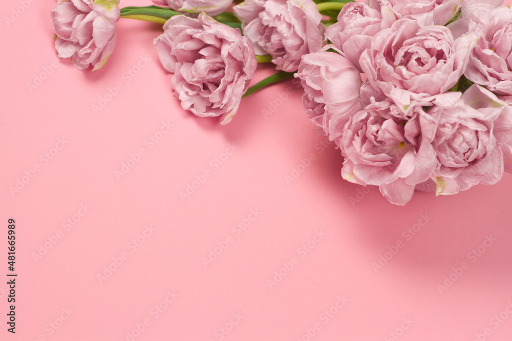 Fresh tulips, on pink pastel background. Soft light color. Greeting card. Closeup Fresh tulips, on pink pastel background. Soft light color. Greeting card. Closeup