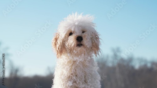 white dog male poodle barks at the boss and asks for a ball to play in the snow outside