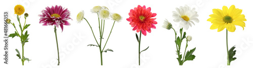 Set with different beautiful chrysanthemum flowers on white background. Banner design