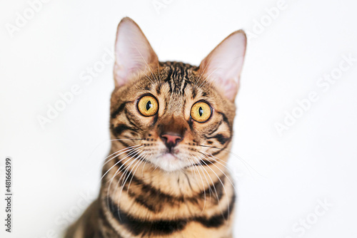 Close-up cute bengal cat looks away to copy space © TISHKOVA