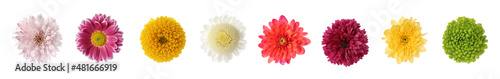 Set with beautiful chrysanthemum flowers on white background. Banner design