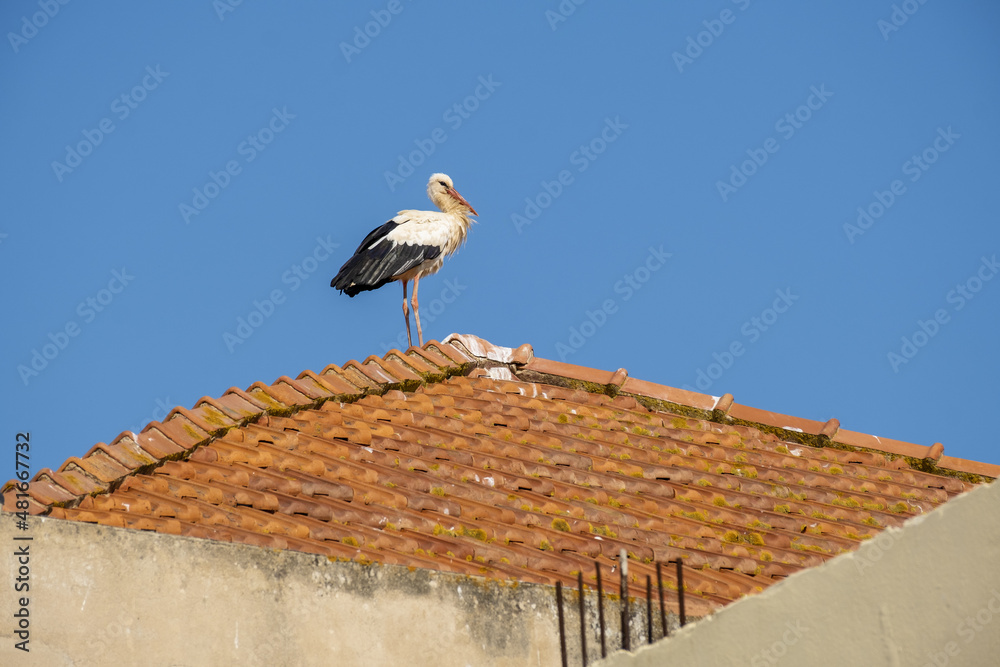 stork on an abandoned factory in Olhao, Algarve, Portugal
stork on an abandoned factory in Olhao, Algarve, Portugal