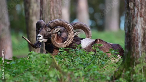 Two mouflon widder lies in the forest during the rutting season and rests, autumn, north rhine westphalia, germany, (ovies aries musimon) photo