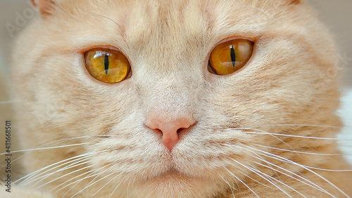 Close-up horizontal portrait in pastel colors of a peach cat with amber eyes