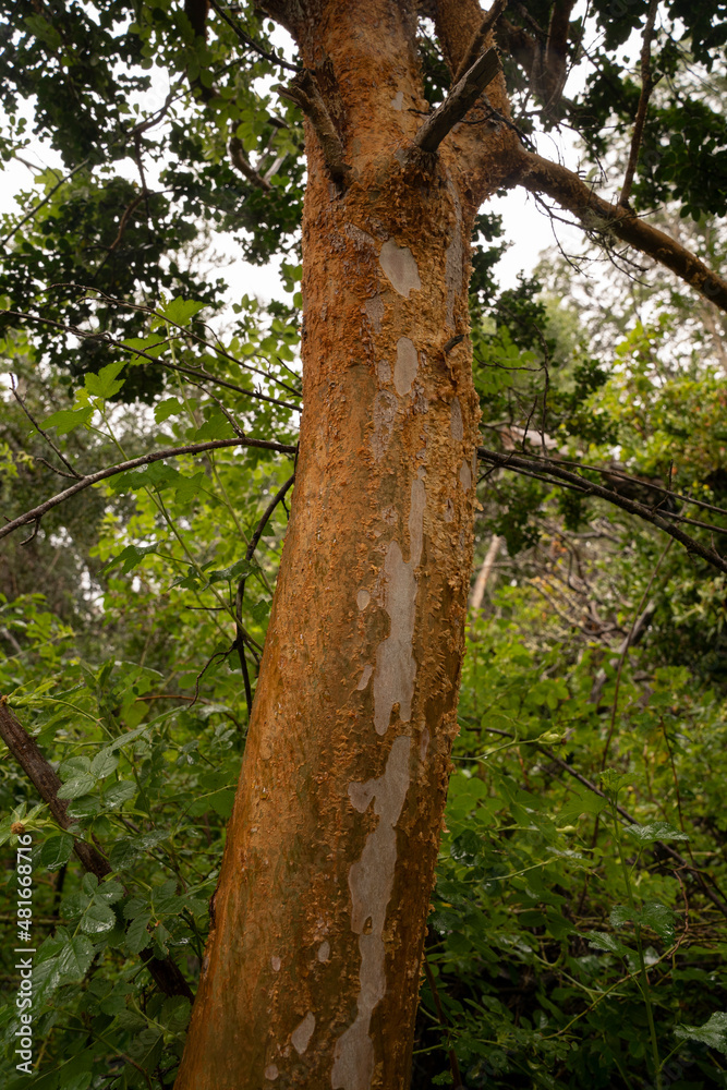 Fototapeta premium Exotic flora. Closeup view of Luma apiculata, also known as Arrayan, colorful red tree trunk growing in the forest.