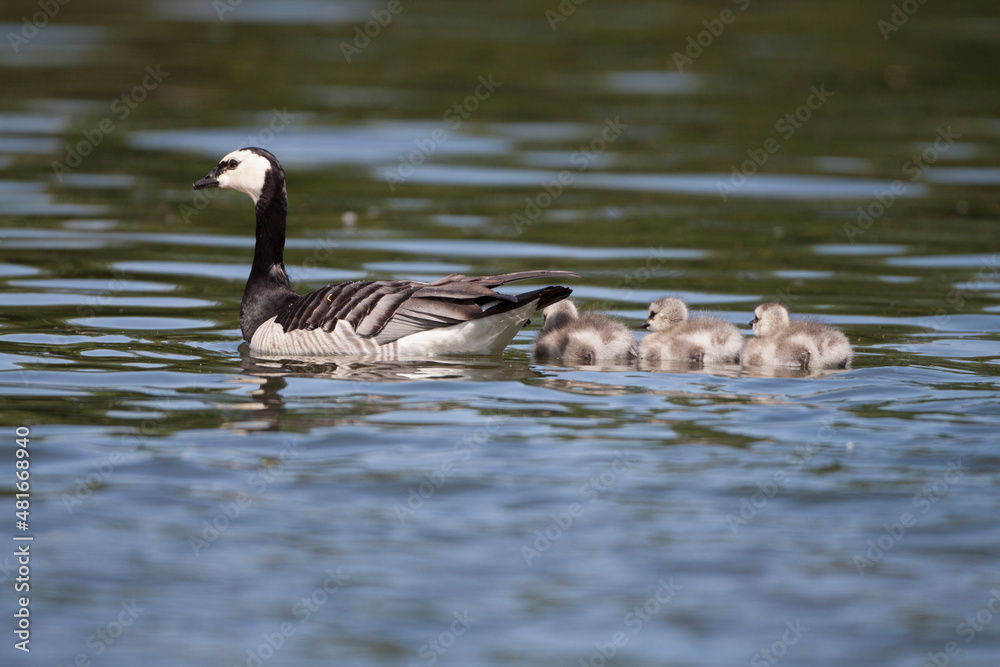 Weißwangengans (Branta leucopsis)  mit Küken