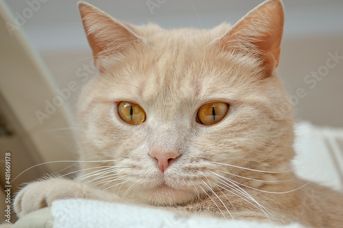 Close-up horizontal portrait of a peach-colored cat with amber eyes