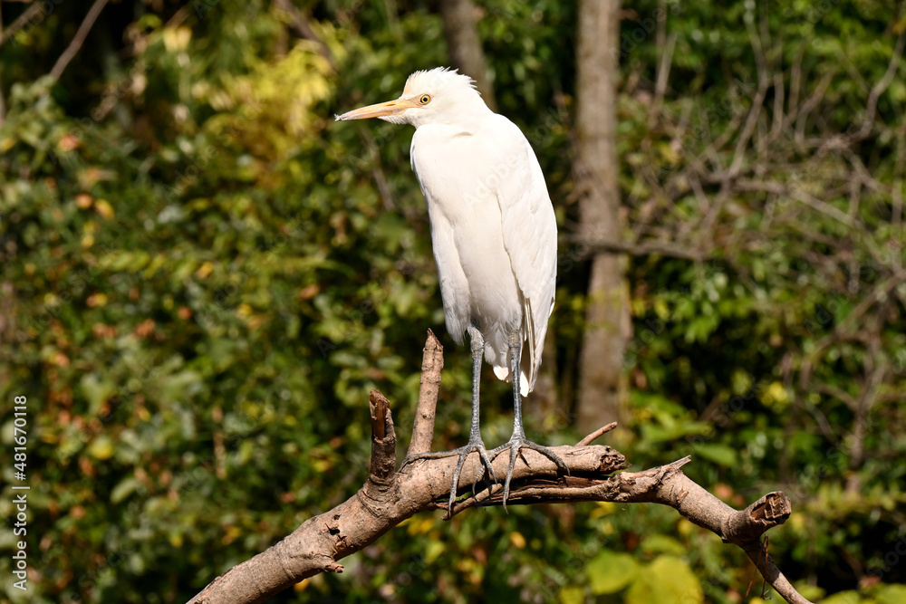 closeup the white heron siting and hold tree branch over out of focus green brown background. closeup the white heron siting and hold tree branch over out of focus green brown background.